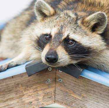 raccoon removal providence-RI